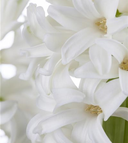 Hyazinthen zu Weihnachten