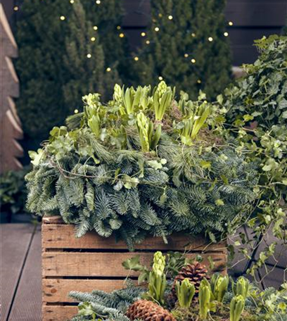 Hyazinthen zu Weihnachten