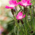 Dianthus 'Kahori'®