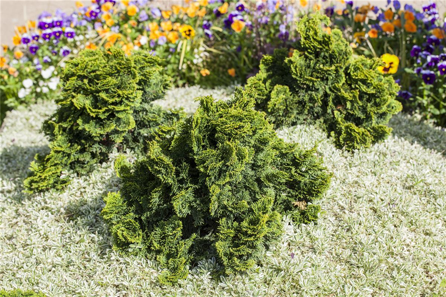 Kleine Muschelzypresse 'Nana Gracilis' Kleine Muschelzypresse 'Nana Gracilis'