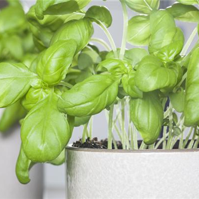 Kräuter und Co. – Vitamine von der Fensterbank