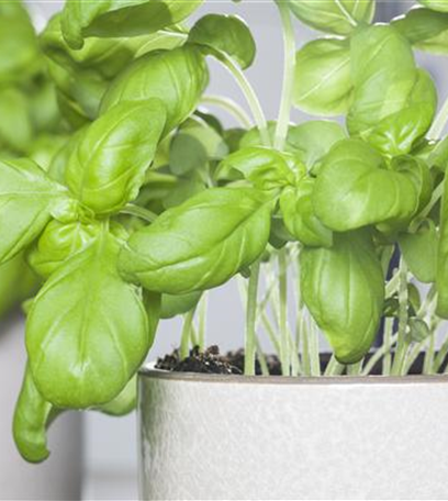 Kräuter und Co. – Vitamine von der Fensterbank