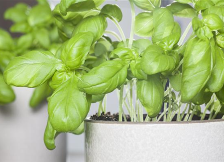 Kräuter und Co. – Vitamine von der Fensterbank Kräuter und Co. – Vitamine von der Fensterbank