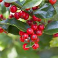 Ilex aquifolium 'Alaska'