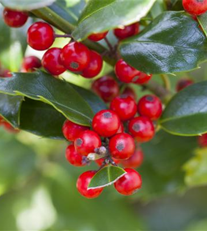 Grüne Kugeln – die etwas andere Weihnachtsdeko