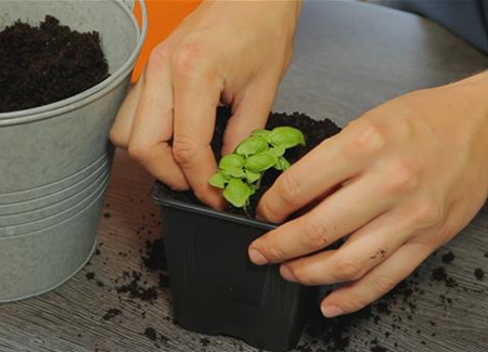 Basilikum - Umtopfen der Anzucht Basilikum - Umtopfen der Anzucht