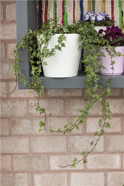 Hedera helix, Indoor, Zimmer-Efeu