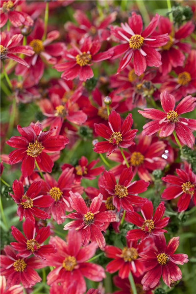 Lanzettblättriges Mädchenauge Lanzettblättriges Mädchenauge