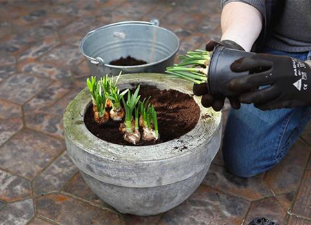 Osterglocken - Einpflanzen in ein Gefäß Osterglocken - Einpflanzen in ein Gefäß