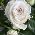Edelrose
