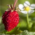Fragaria vesca var. semperflorens