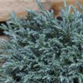 Chamaecyparis pisifera 'Baby Blue'