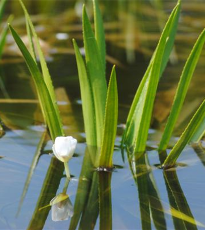 So machen Sie Ihren Miniteich winterfit