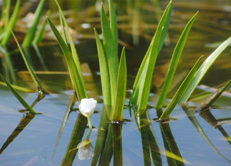 So machen Sie Ihren Miniteich winterfit  So machen Sie Ihren Miniteich winterfit