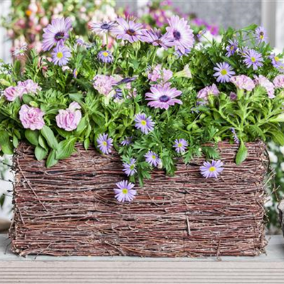 Blumenzwiebeln bringen Farbe in die Balkonkästen