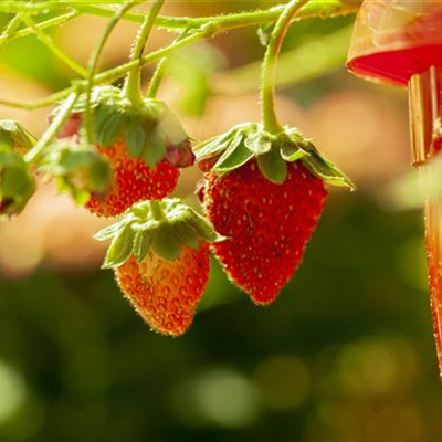 Garten-Monats-Erdbeere 'Elsanta'®