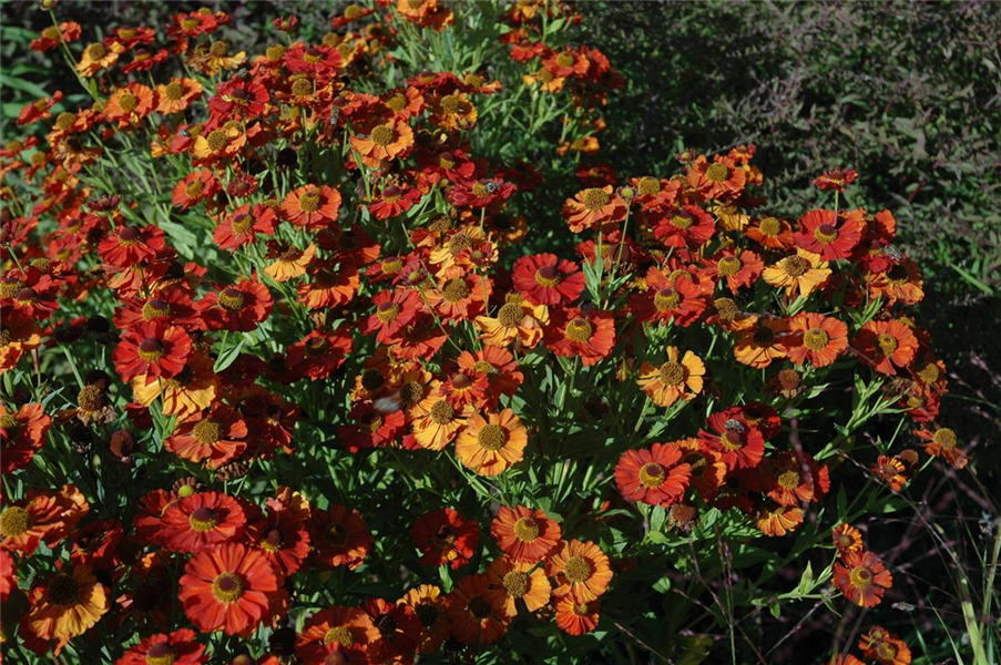 Garten-Sonnenbraut 'Moerheim Beauty'