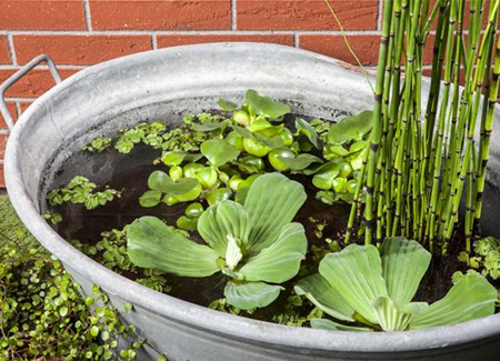 Der Mini-Teich – kleiner Teich ganz groß Der Mini-Teich – kleiner Teich ganz groß