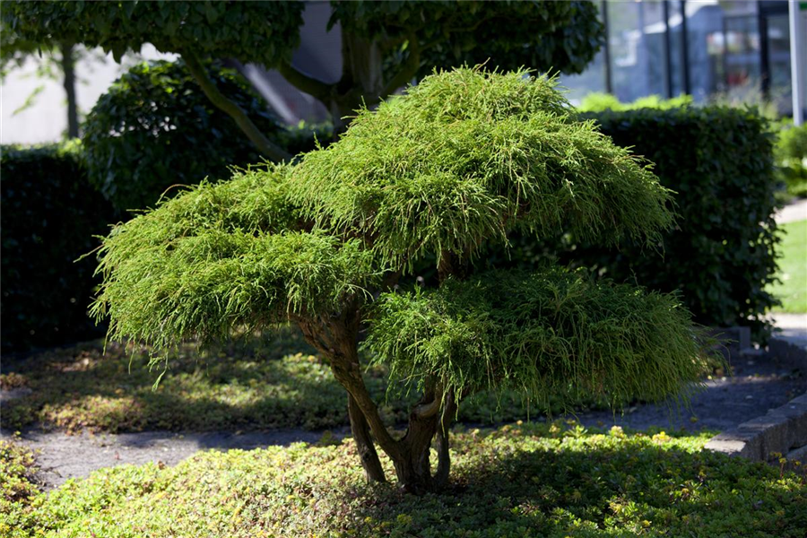 Fadenzypresse 'Filifera' Fadenzypresse 'Filifera'