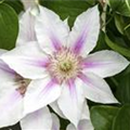 Clematis 'Corinne'