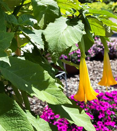 Exoten sorgen für besondere Hingucker im Garten