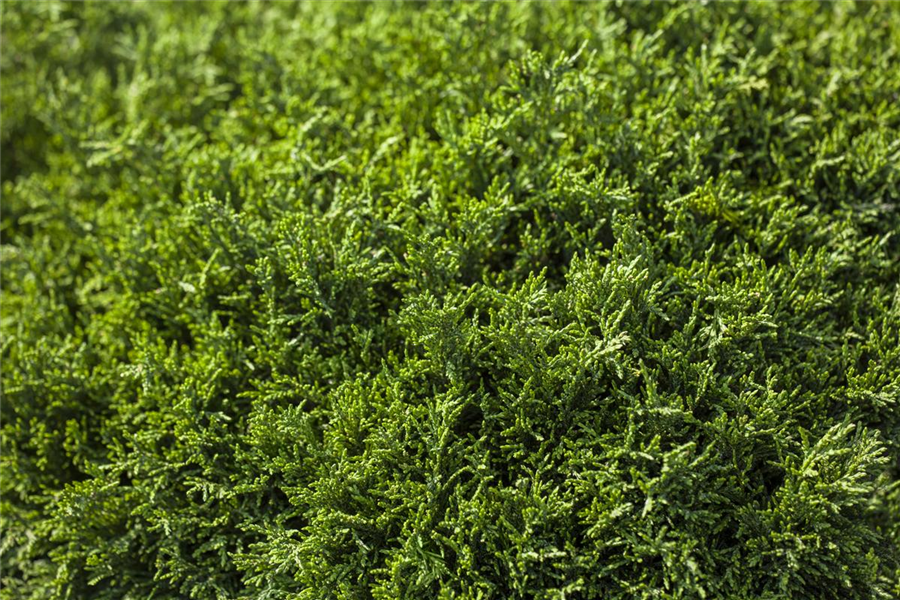 Gelbe Zwerg-Mooszypresse 'Plumosa Nana Aurea' Gelbe Zwerg-Mooszypresse 'Plumosa Nana Aurea'