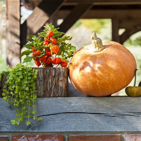 Der schöne Balkonkasten im Herbst: es muss nicht immer grau in grau sein! Der schöne Balkonkasten im Herbst: es muss nicht immer grau in grau sein!