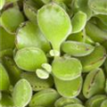 Cotyledon ladismithensis