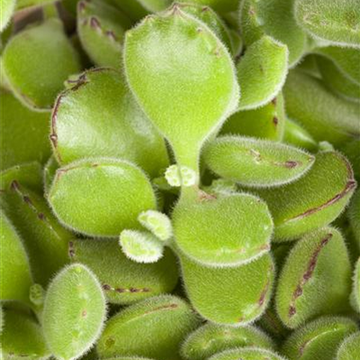 Cotyledon Cotyledon