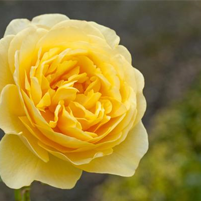 Englische Rose Englische Rose