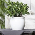 Crassula ovata