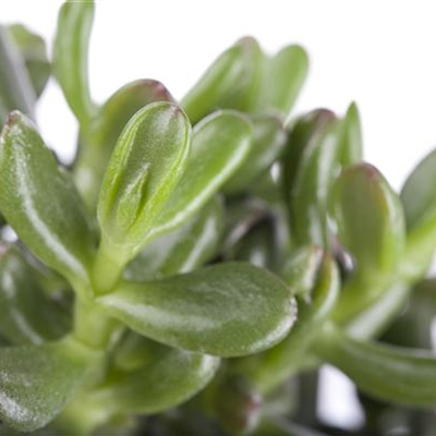 Geldbaum 'Gollum' Geldbaum 'Gollum'