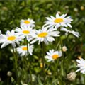Chamaemelum nobile