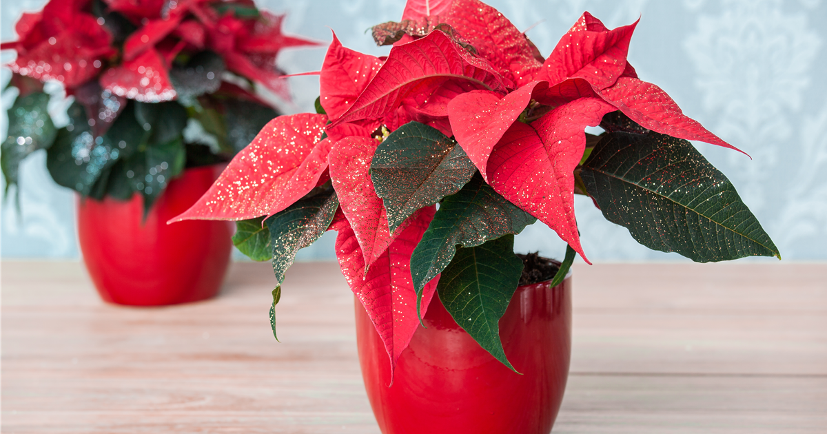 Euphorbia pulcherrima, geglittert, Weihnachtsstern mit Glitzer