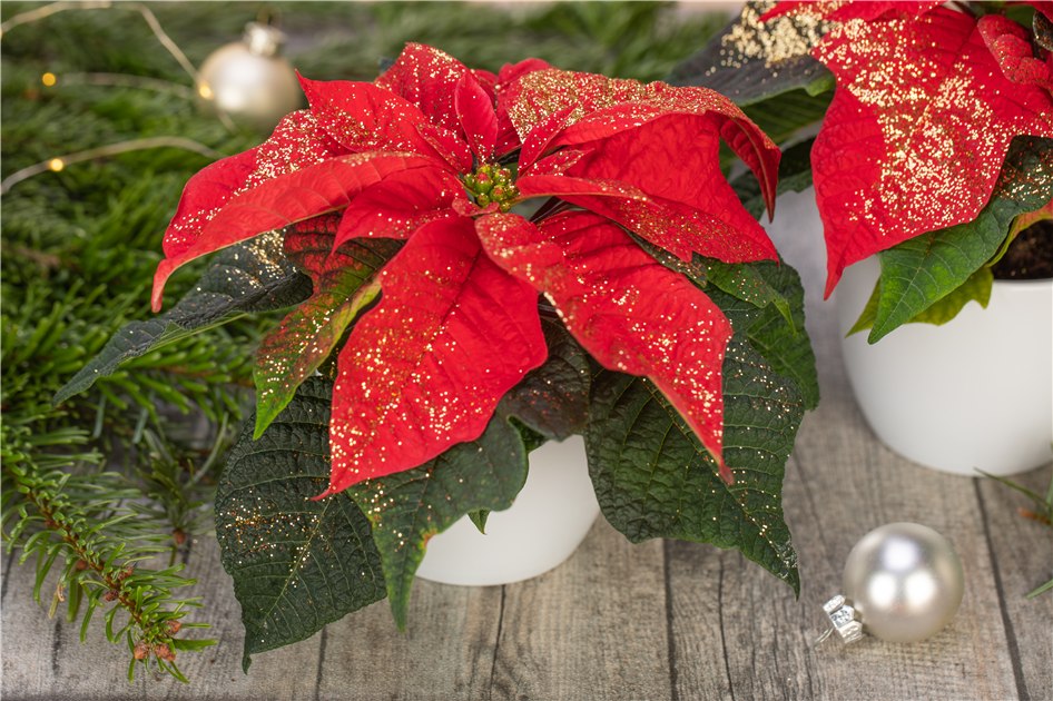 Euphorbia pulcherrima, geglittert, Weihnachtsstern mit Glitzer