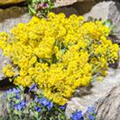 Aurinia saxatilis