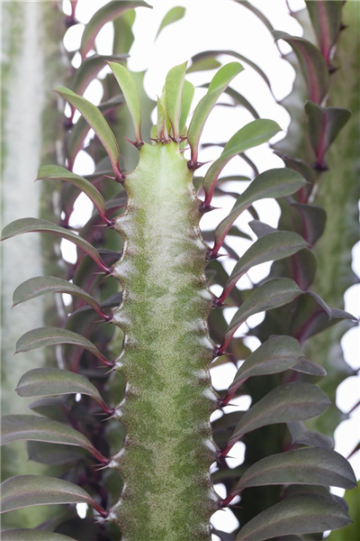 Dreikantige Wolfsmilch Dreikantige Wolfsmilch