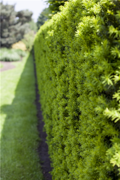 wie viel thuja pro meter Thuja plicata 'Excelsa' Konifere (Lebensbaum) | 125-150 cm im Topf