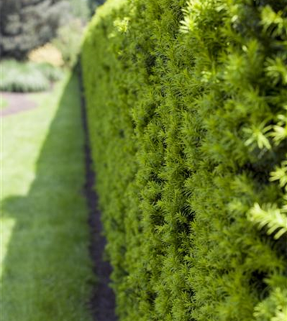 Hecken pflanzen: Von lebenden Zäunen im Garten