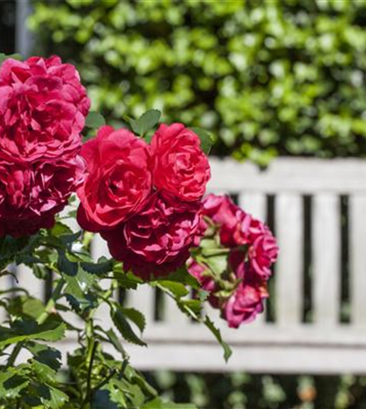 Passende Gehölze für kleine und große Hausgärten