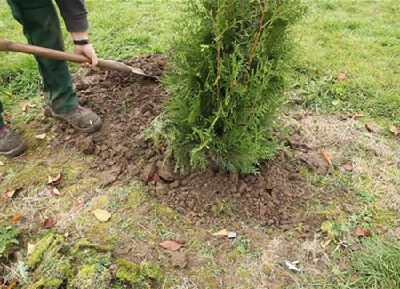 Lebensbaum - Einpflanzen im Garten Lebensbaum - Einpflanzen im Garten