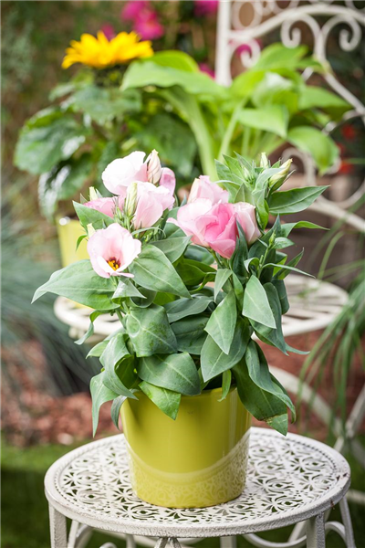 Bauchblume Bauchblume