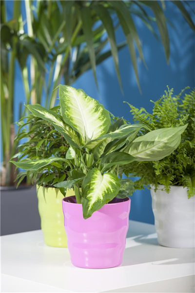 Dieffenbachie Dieffenbachie