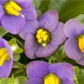Exacum affine