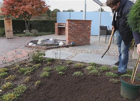 Fadenzypresse - Einpflanzen im Garten Fadenzypresse - Einpflanzen im Garten
