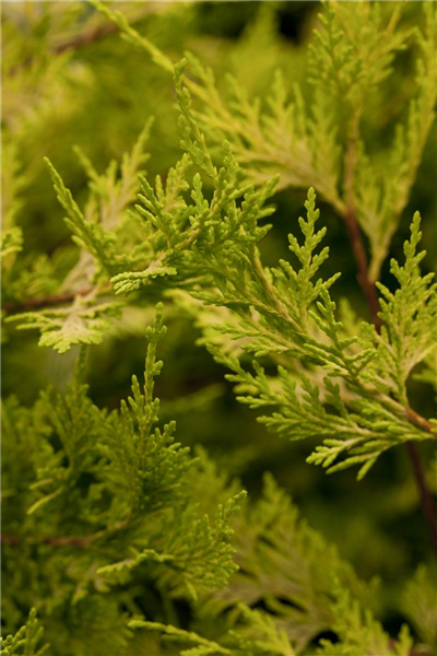 Gelbe Baumzypresse 'Castlewellan Gold' Gelbe Baumzypresse 'Castlewellan Gold'