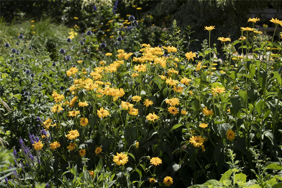 Stauden-Sonnenblume Stauden-Sonnenblume