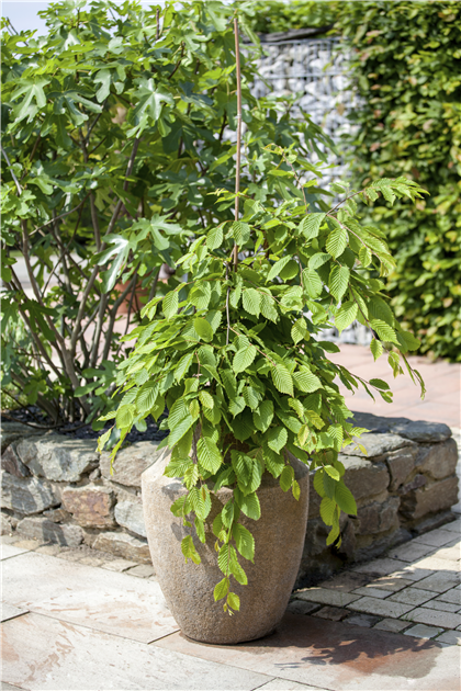 Fagus sylvatica, Rotbuche