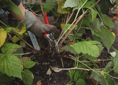 Himbeeren - Zurückschneiden im Herbst Himbeeren - Zurückschneiden im Herbst