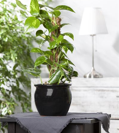 Efeutute - unkompliziert und anfängerfreundlich